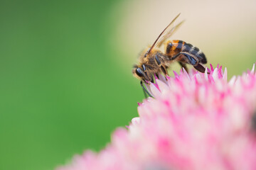 Honey bees collect pollen Spiraea flower. Macro shot.