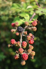 Ripe and unripe Blackberry fruits on branch. Summer fruits. Rubus plant