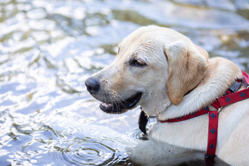 泳ぐ犬
