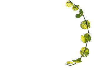 Ivy plant leaves on white isolated background for green foliage backdrop 