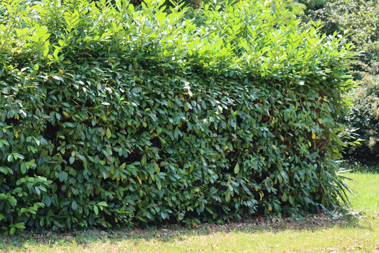 954 Best Laurel Hedging Images Stock Photos Vectors Adobe Stock