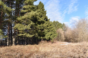 green Christmas trees in spring