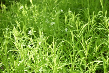 the sun is shining on the green grass
