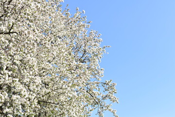 spring Apple blossom