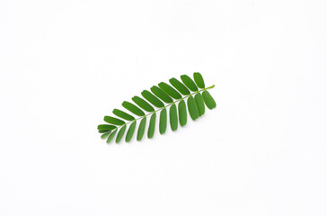 Tamarind leaves on white background.