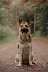East European Shepherd dog sitting in the forest