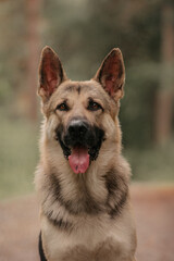 East European Shepherd dog portrait  eyes in the forest
