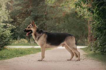 East European Shepherd dog show portrait stay in the forest