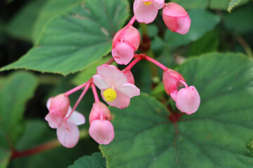 Fototapeta premium Begonia plant in bloom with beautiful pink and yellow flowers in the garden on summer