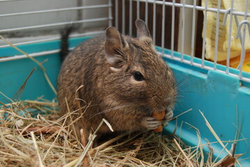 pet hamster.Hamster face close up
