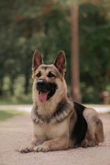 East European Shepherd dog portrait  lay in the forest
