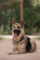 East European Shepherd dog portrait  lay in the forest