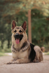 East European Shepherd dog portrait  lay in the forest
