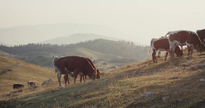 Cow calf Cika cattle herd on pasture indigenous Alps golden hour