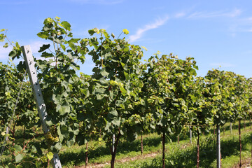 Fototapeta na wymiar Vine plants growing in the vineyard in the northern Italy countryside on a sunny day. Vitis vinifera cultivation 