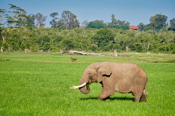 elephant in the grass