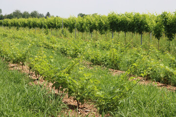 Fototapeta na wymiar Vine plants growing in the vineyard in the northern Italy countryside on a sunny day. Vitis vinifera cultivation 