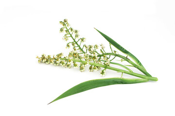 White flowers on white background, tropical plants.