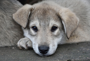 young puppy is sad on a city street