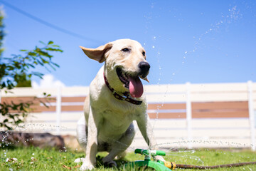 水遊びする犬
