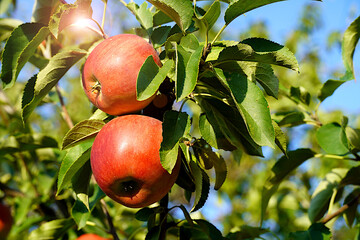 Ripe red apple among the leaves, selective focus