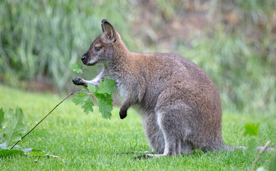 Red-necked Wallaby - Macropus rufogriseus - obrazy, fototapety, plakaty