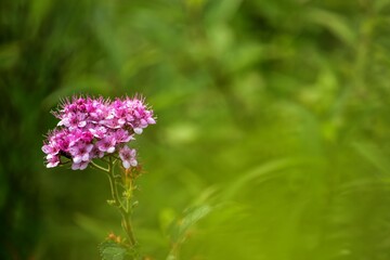 シモツケという和名は下野（しもつけ＝栃木県）に因んでいて、育てやすくて大きくならず観賞期間がとても長いので人気があります