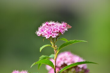 Fototapeta premium シモツケという和名は下野（しもつけ＝栃木県）に因んでいて、育てやすくて大きくならず観賞期間がとても長いので人気があります