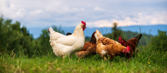 Glückliche freilaufende Hühner und Hähne auf dem Land - Tierwohl