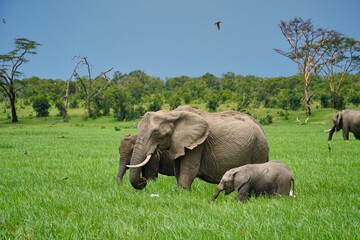 african elephants in the savannah
