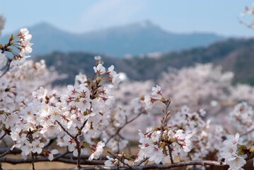 北条大池公園の桜と筑波山（茨城県つくば市）