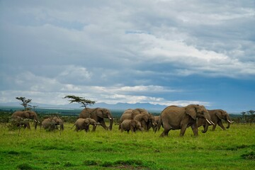 Plakat elephants in the savannah