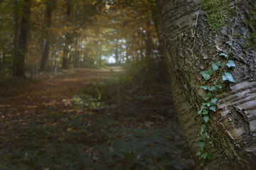 Kirschbaum mit Efeu irgendwo in der Eifel...