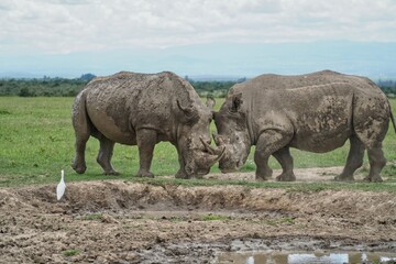 Fototapeta premium rhino in the wild