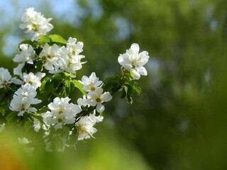 春になると鈴なりの白い花を咲かせるリキュウバイは欧米で人気の庭木です