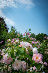 Summer roses in the garden