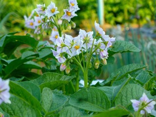 海外では悪魔のトマト、日本ではワルナスビとあまりネーミングはよくありません