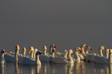 Fototapeta premium Geese on the lake