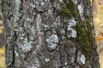 lichen tree bark wood nature macro closeup moss macro background