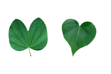 Green  leaves isolated set on white background, clipping path.