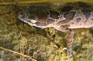  Gecko on the tree.