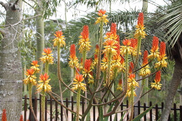 African Flowering Tree