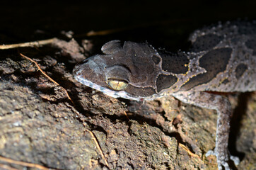  Gecko on the tree.