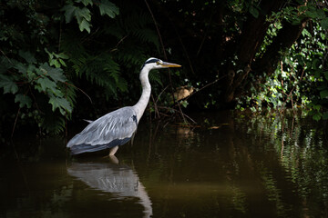 Grey Heron