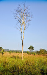 Tall and dead trees, only dry branches in the middle of the forest.