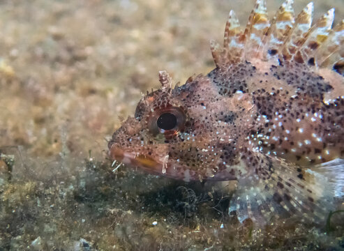 Close up of a Black Scorpionfish (Scorpaena porcus) in the Mediterranean Sea