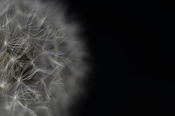 macro on dandelion on black background