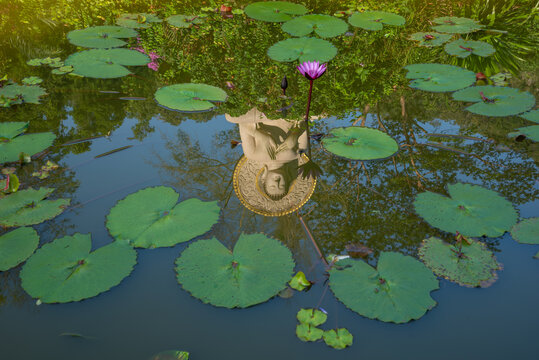 Buddha statue reflection in a lotus pond