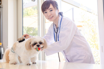 犬をブラッシングする獣医さん
