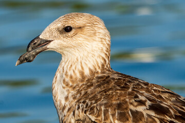 Lesser Black-backed Gull Larus fuscus Costa Ballena Cadiz